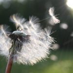 lifecoach-therapie-klientin-1